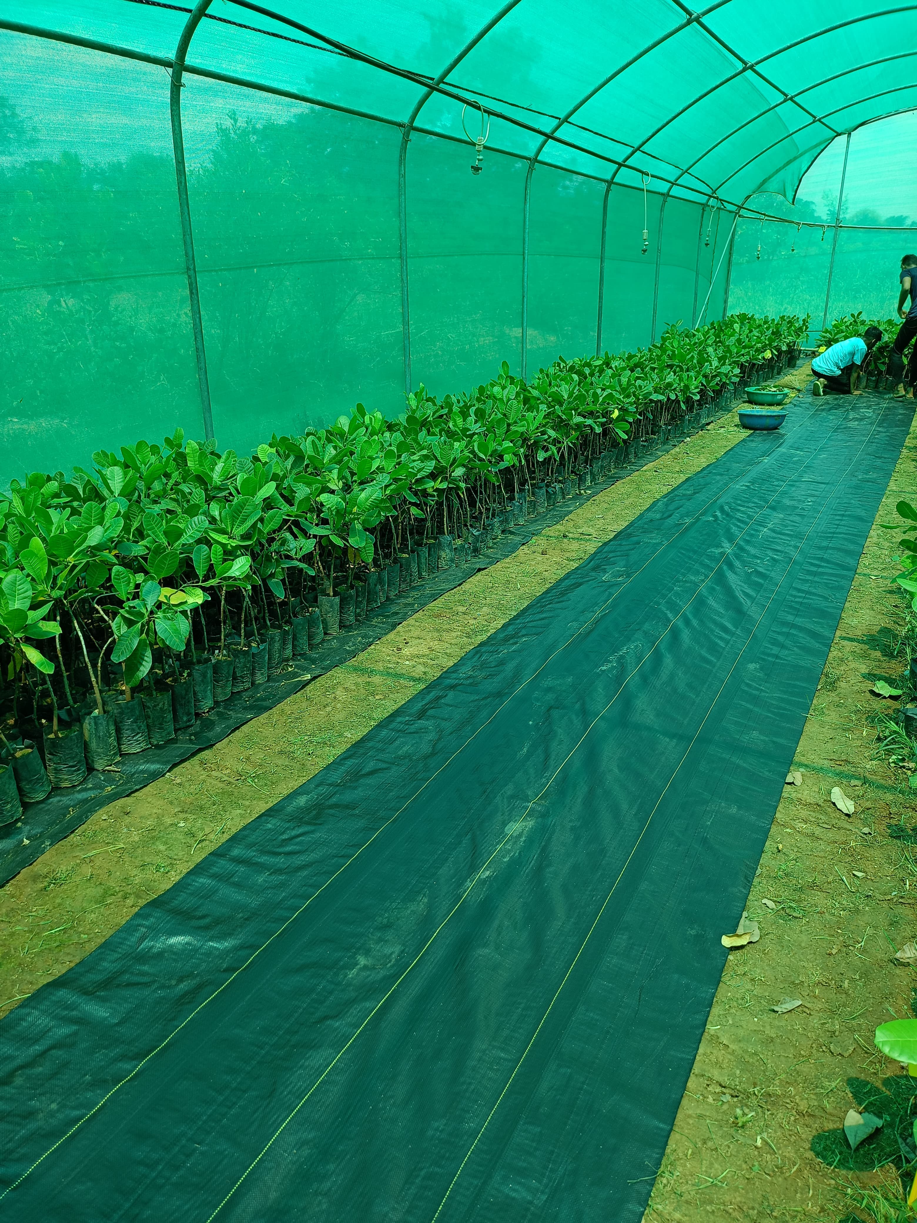 Green Earth Plantation Project