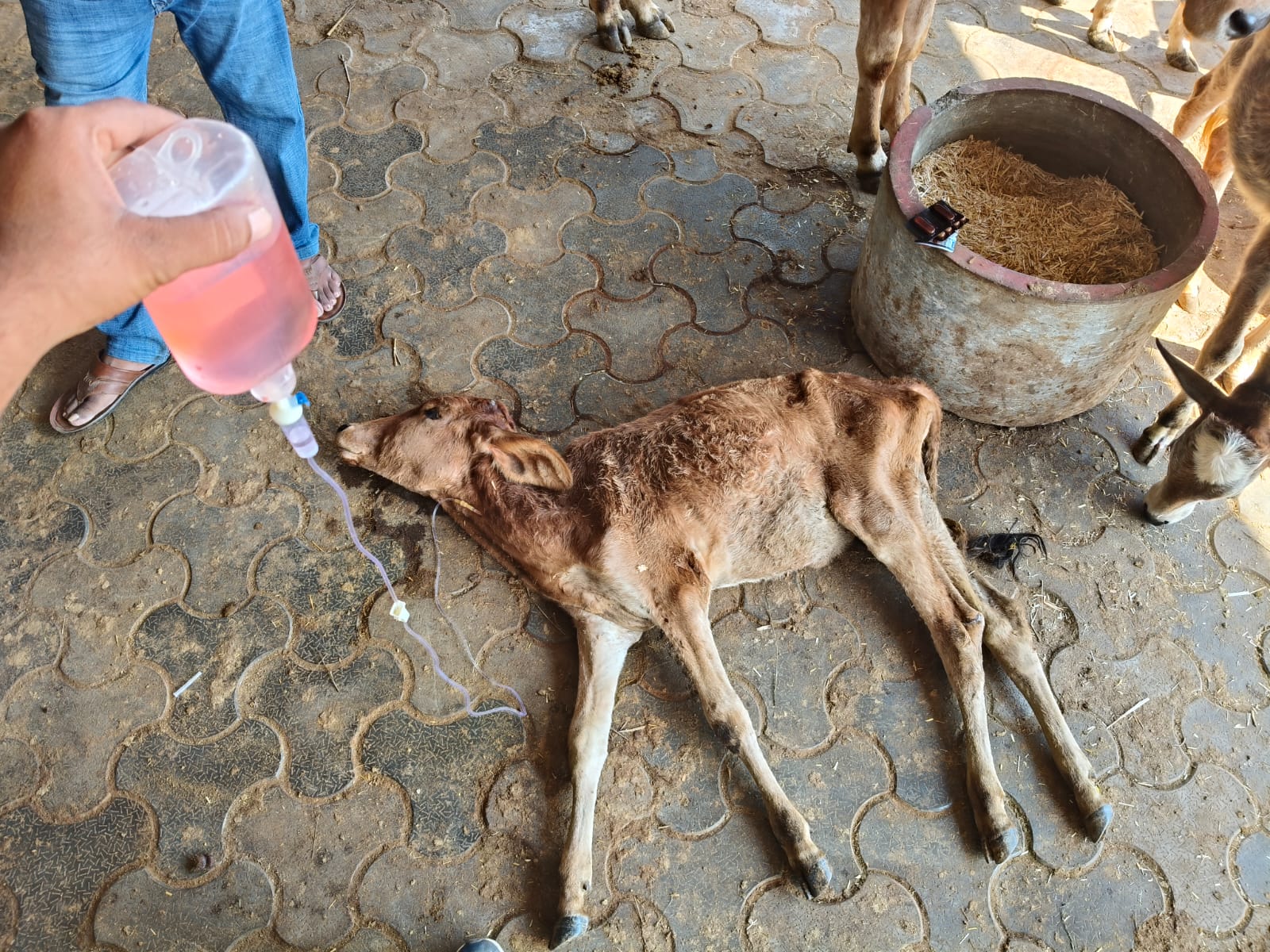 Animal Rescue and Veterinary Care Project
